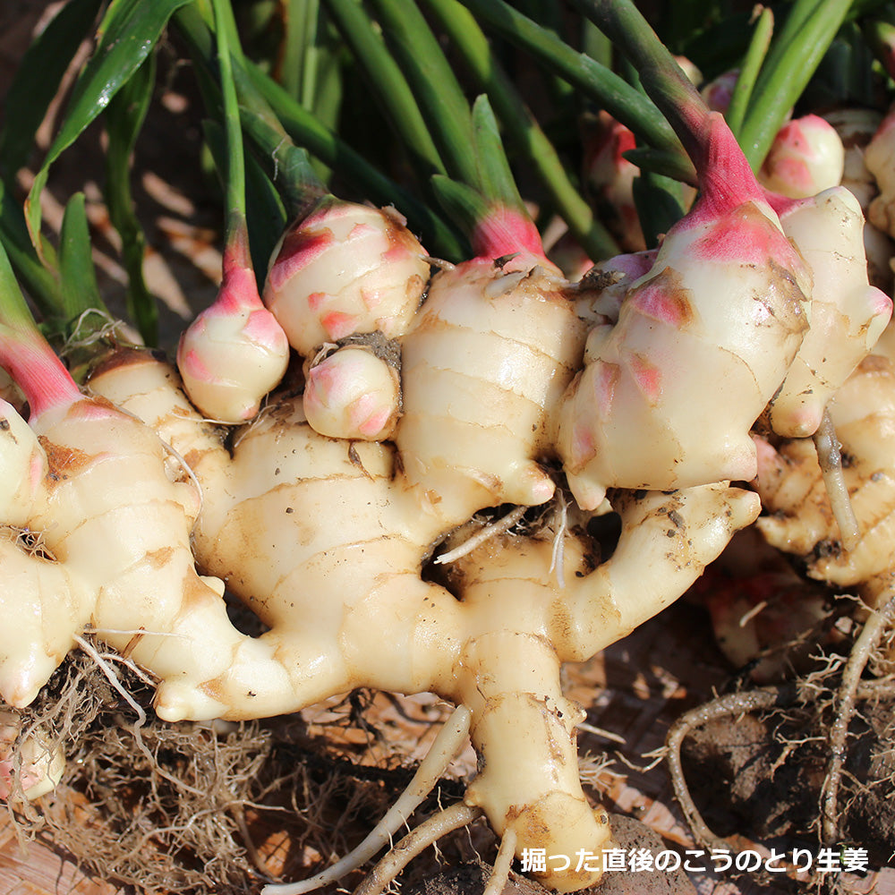 【無添加】無糖しょうがしぼり汁