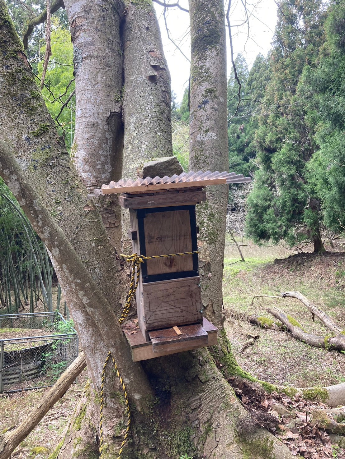 日本ミツバチの蜂蜜500ｇ
