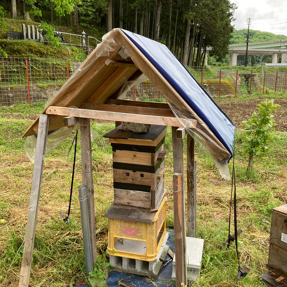 日本ミツバチの蜂蜜500ｇ